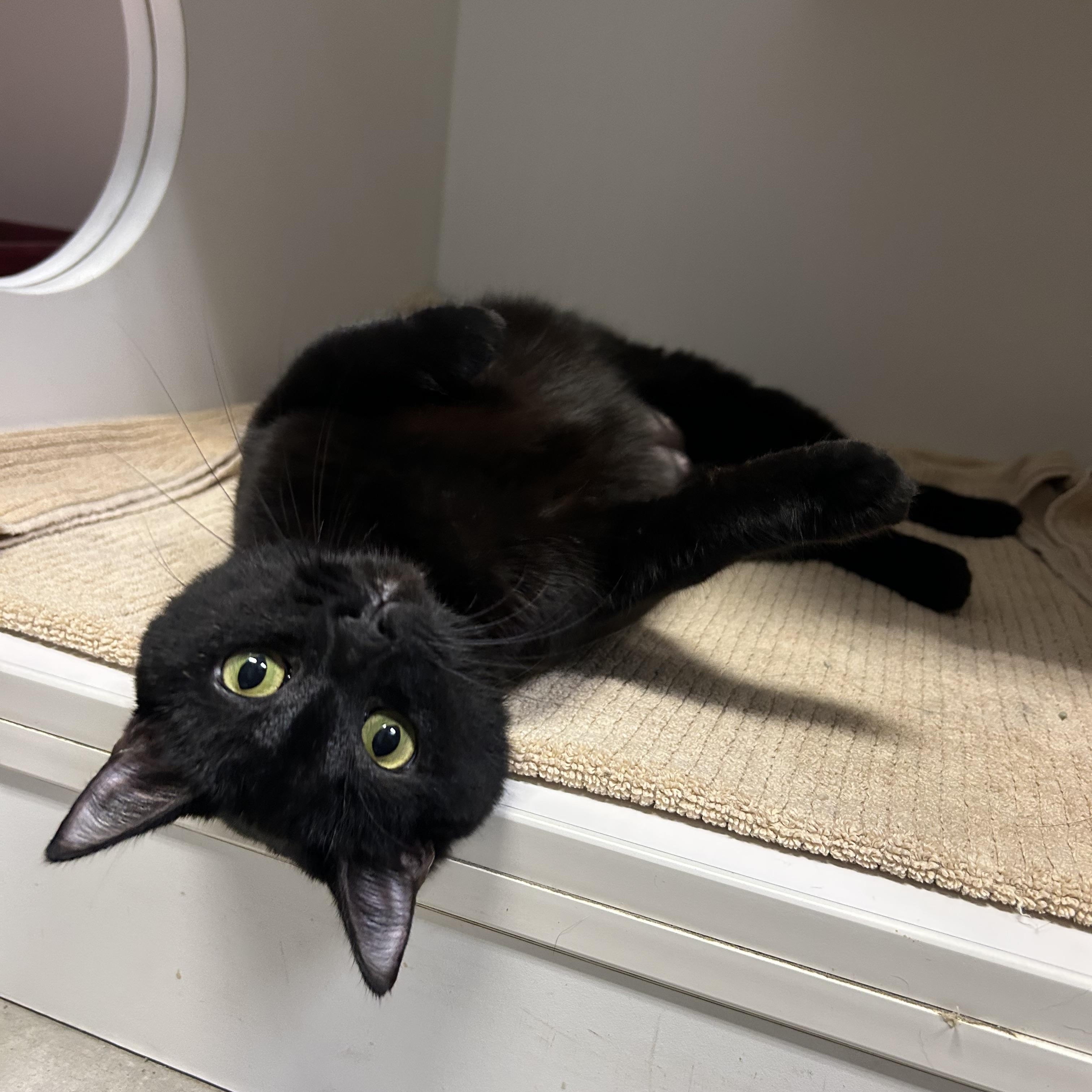 Enlarge Sally, a Adoptable Domestic Short Hair in Clinton, IL image 4/4