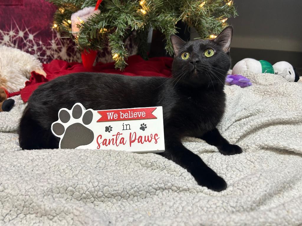 Enlarge Sally, a Adoptable Domestic Short Hair in Clinton, IL image 1/4