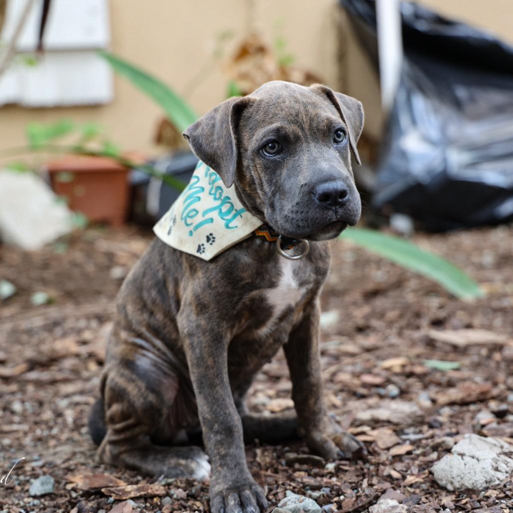 Sally, adopted, Young Female Labrador Retriever.