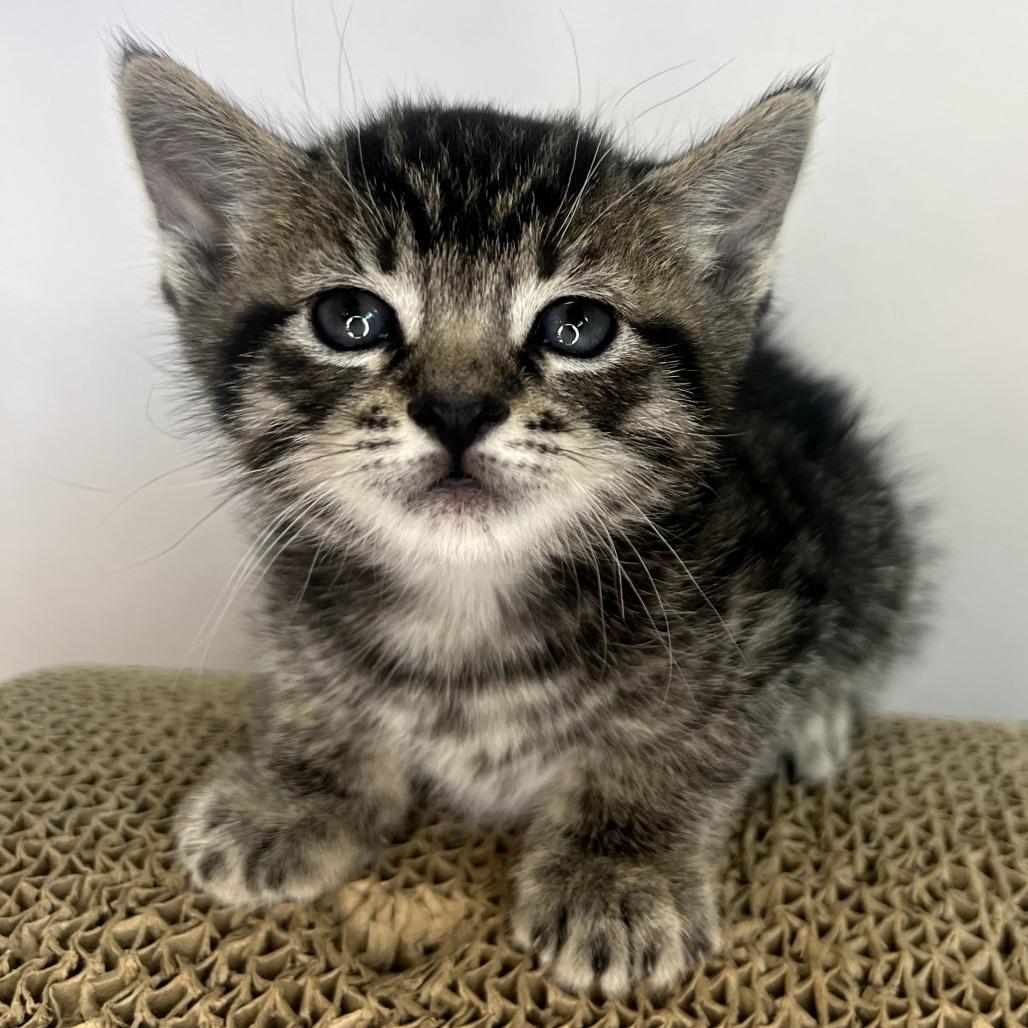 Mistystar — thumbnail 2