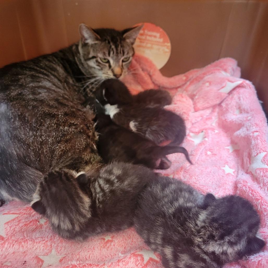 Mistystar — thumbnail 3