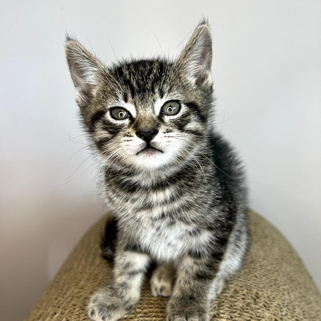 Mistystar — thumbnail 4