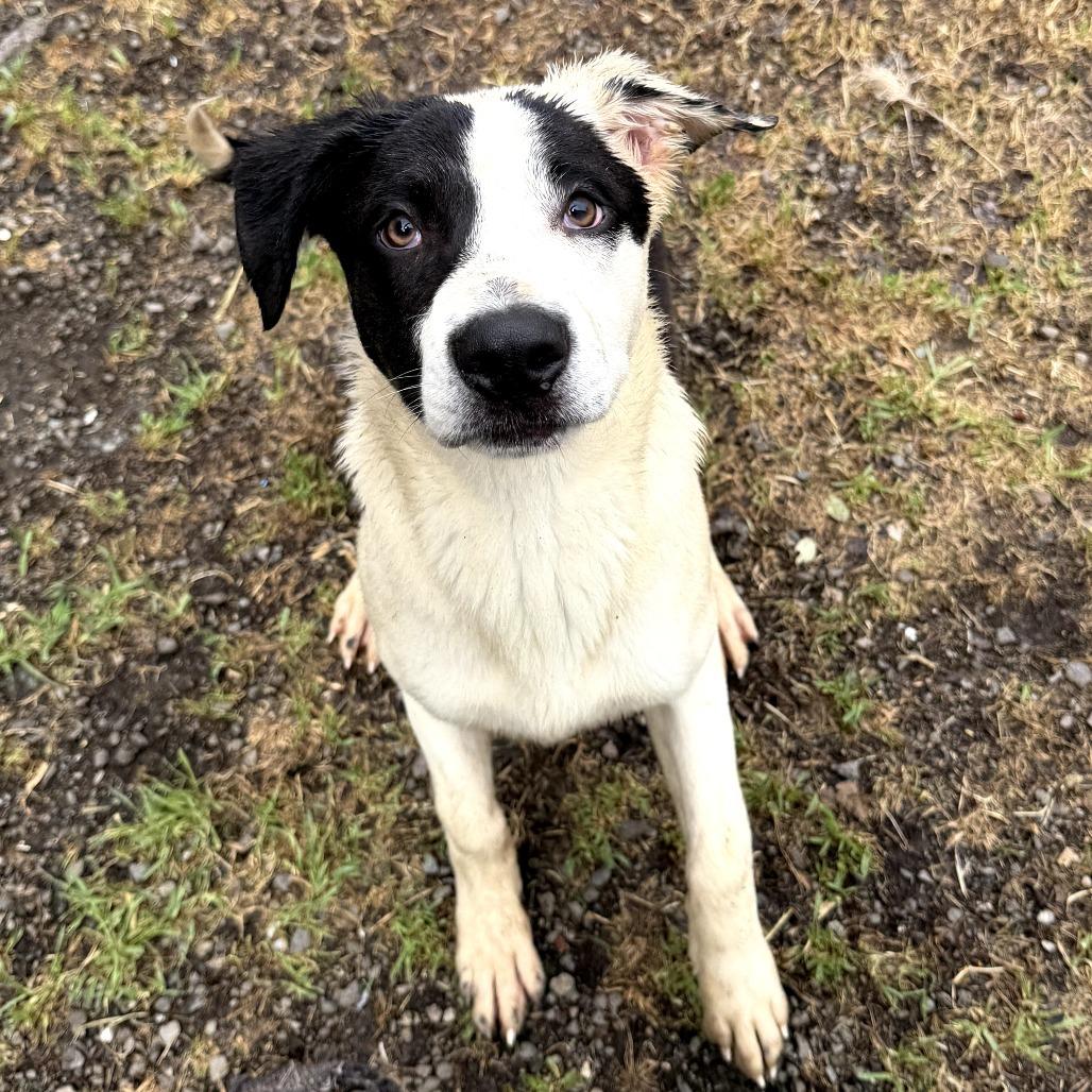 Fergie, a Adoptable Mixed Breed in Fort Bragg, CA image 1/3