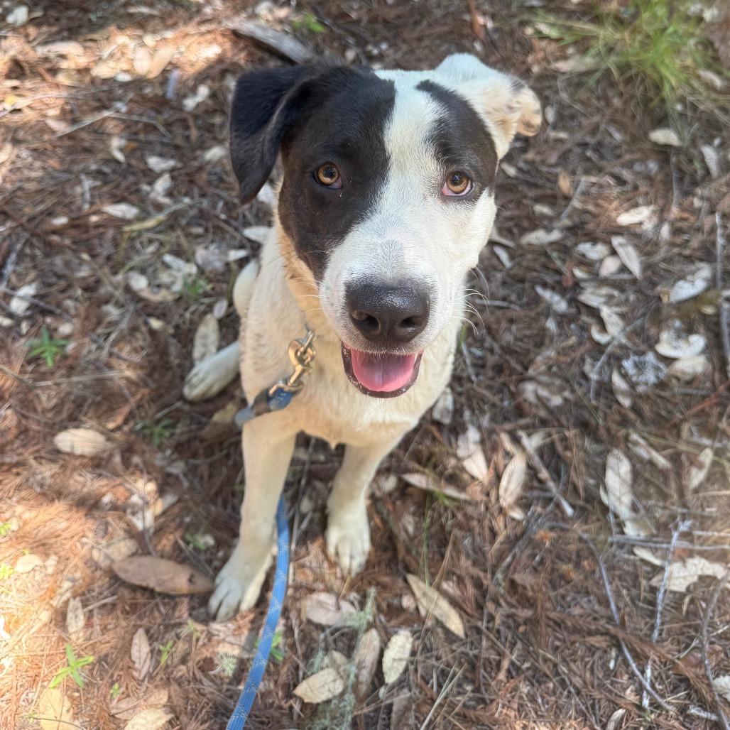 Fergie, a Adoptable Mixed Breed in Fort Bragg, CA image 2/3