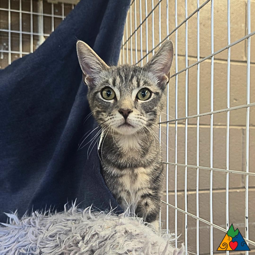 Chickadee, Adoptable, Kitten Male Domestic Short Hair.