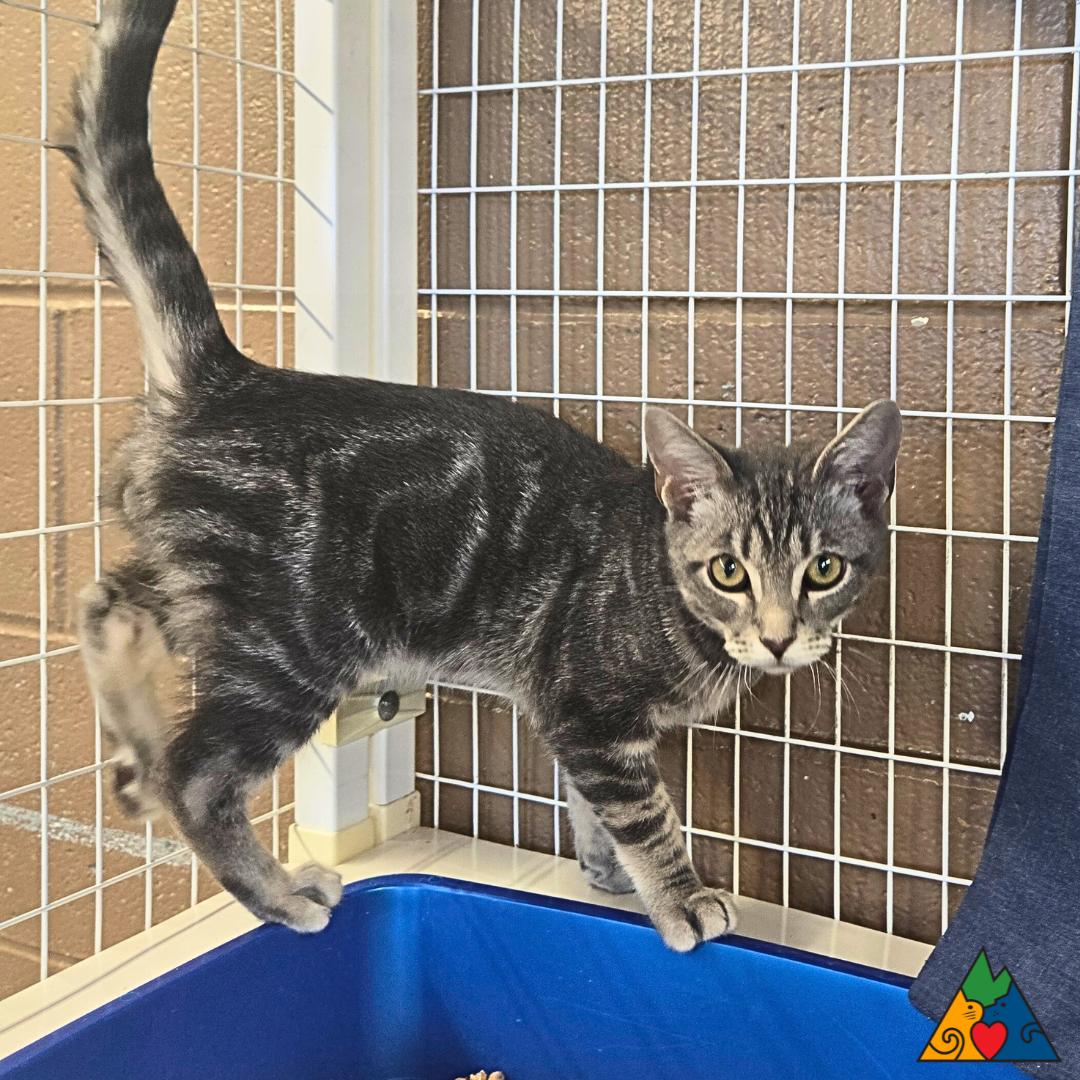 Chickadee, an adoptable Domestic Short Hair in Douglas, WY, 82633 | Photo Image 2