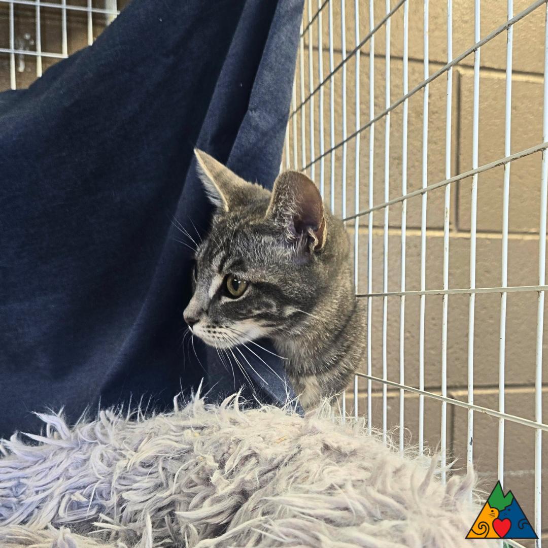 Chickadee, an adoptable Domestic Short Hair in Douglas, WY, 82633 | Photo Image 3