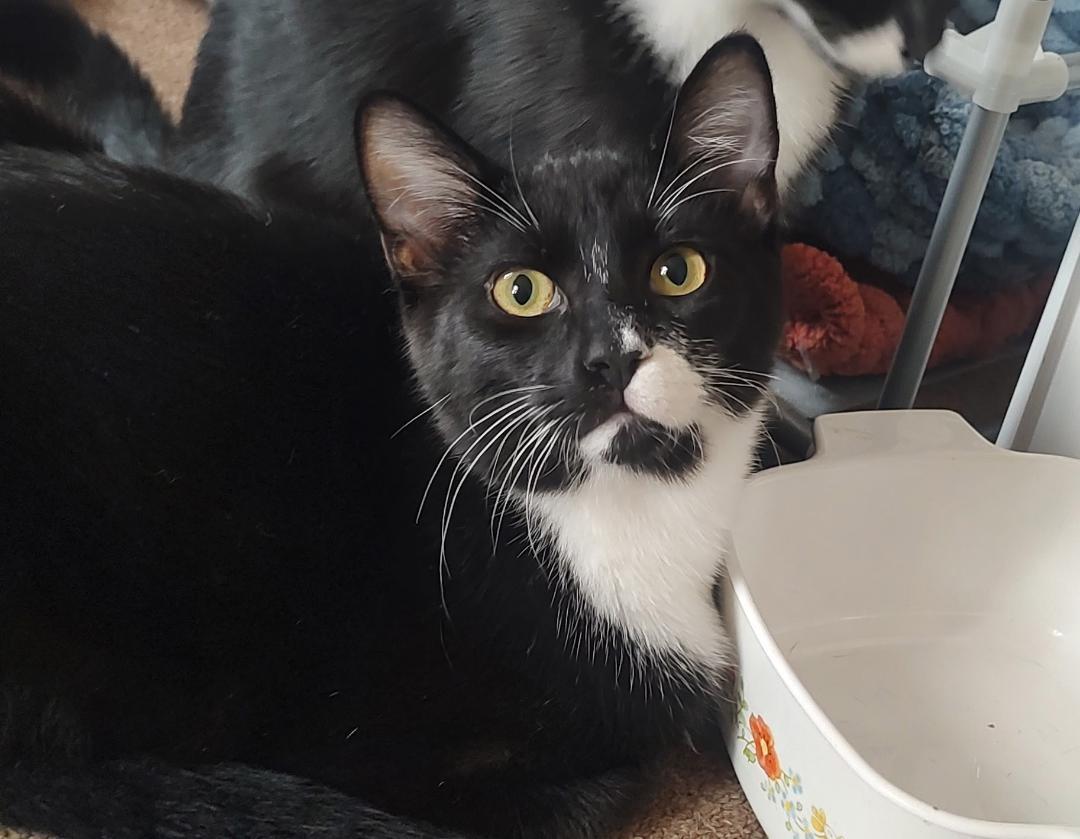 Enlarge Dean Martin, a Adoptable Domestic Short Hair in Pasco, WA image 3/6