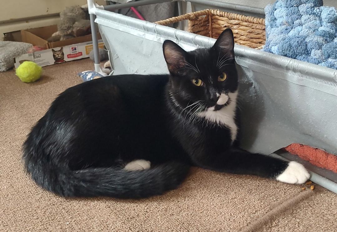 Enlarge Dean Martin, a Adoptable Domestic Short Hair in Pasco, WA image 5/6