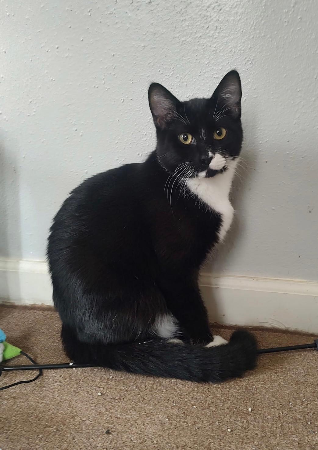 Enlarge Dean Martin, a Adoptable Domestic Short Hair in Pasco, WA image 4/6