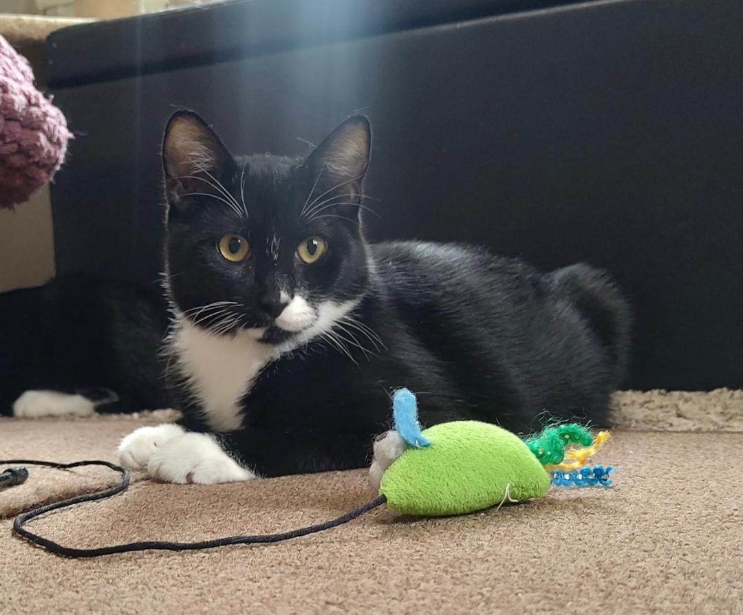 Dean Martin, Adoptable, Kitten Male Domestic Short Hair.