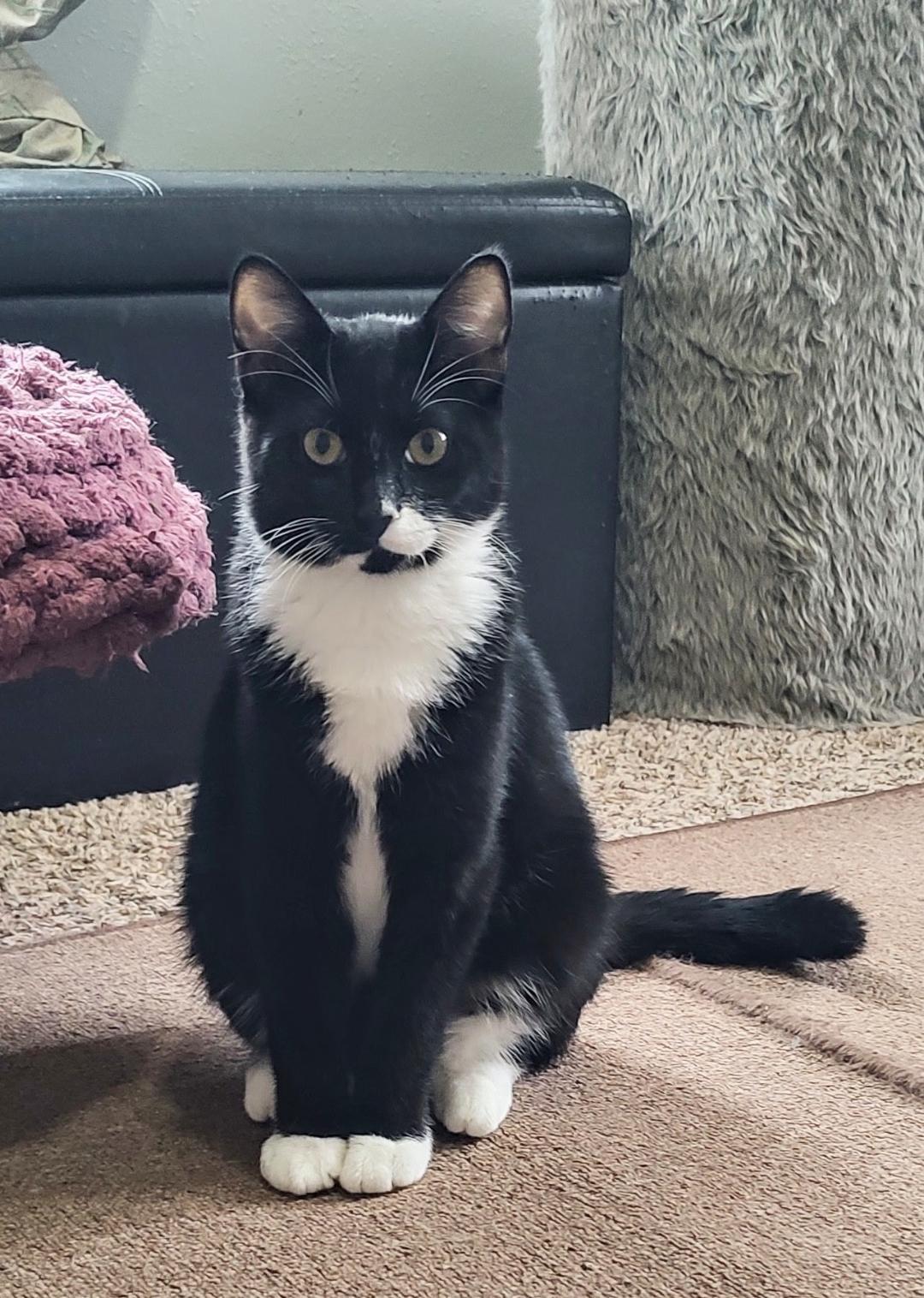 Enlarge Dean Martin, a Adoptable Domestic Short Hair in Pasco, WA image 2/6