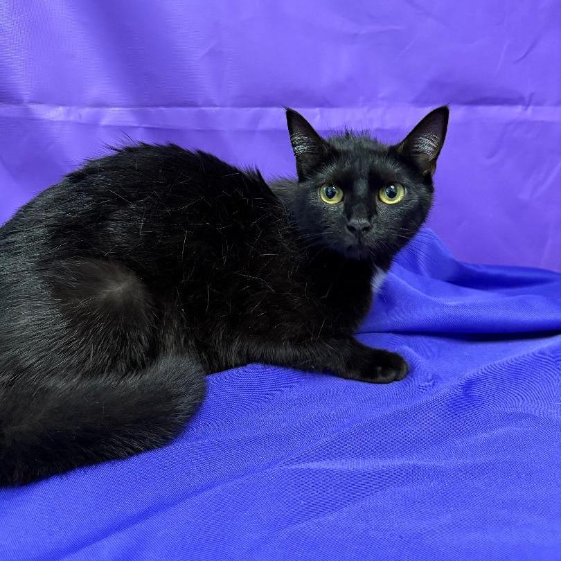 Debbie, Adoptable, Adult Female Domestic Medium Hair.