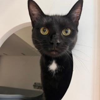 Enlarge Debbie, a Adoptable Domestic Medium Hair in North Myrtle Beach, SC image 2/2