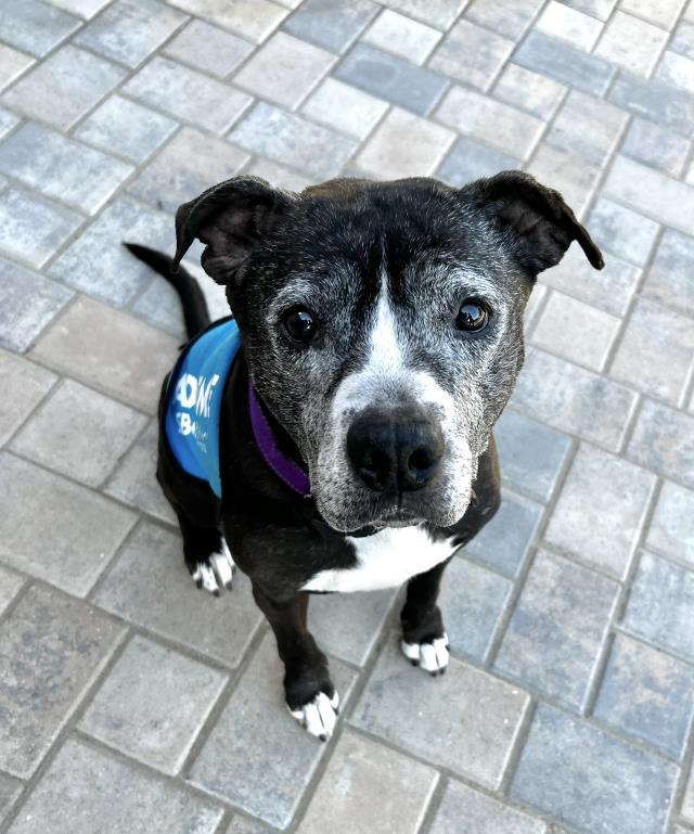 Enlarge ZOEY, a Adoptable Pit Bull Terrier in Santa Maria, CA image 1/1