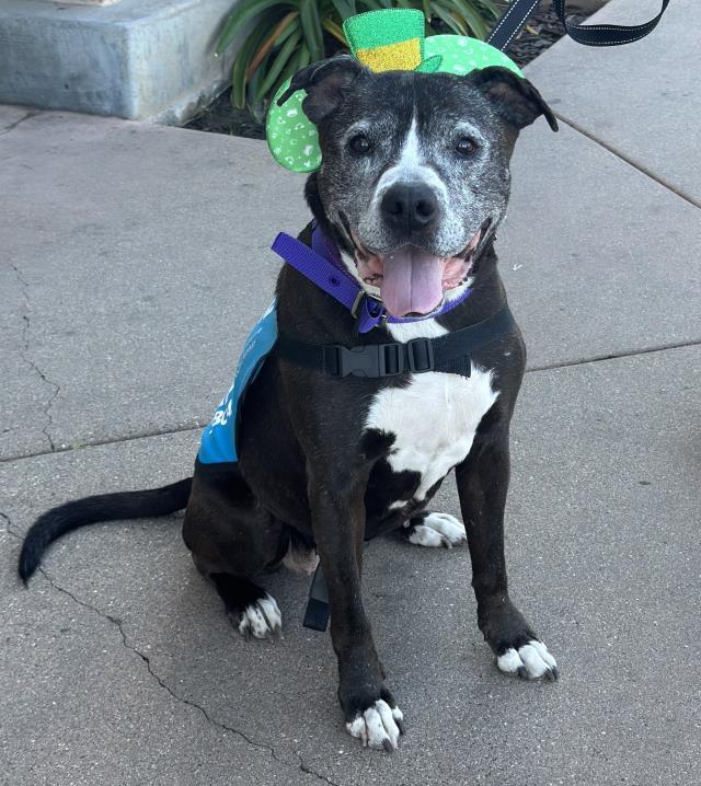 ZOEY, Adoptable, Senior Female Pit Bull Terrier.