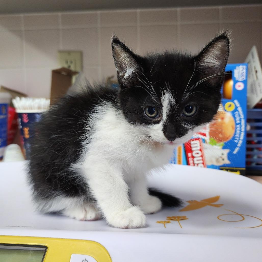 Rowen, Adoptable, Kitten Male Domestic Short Hair.