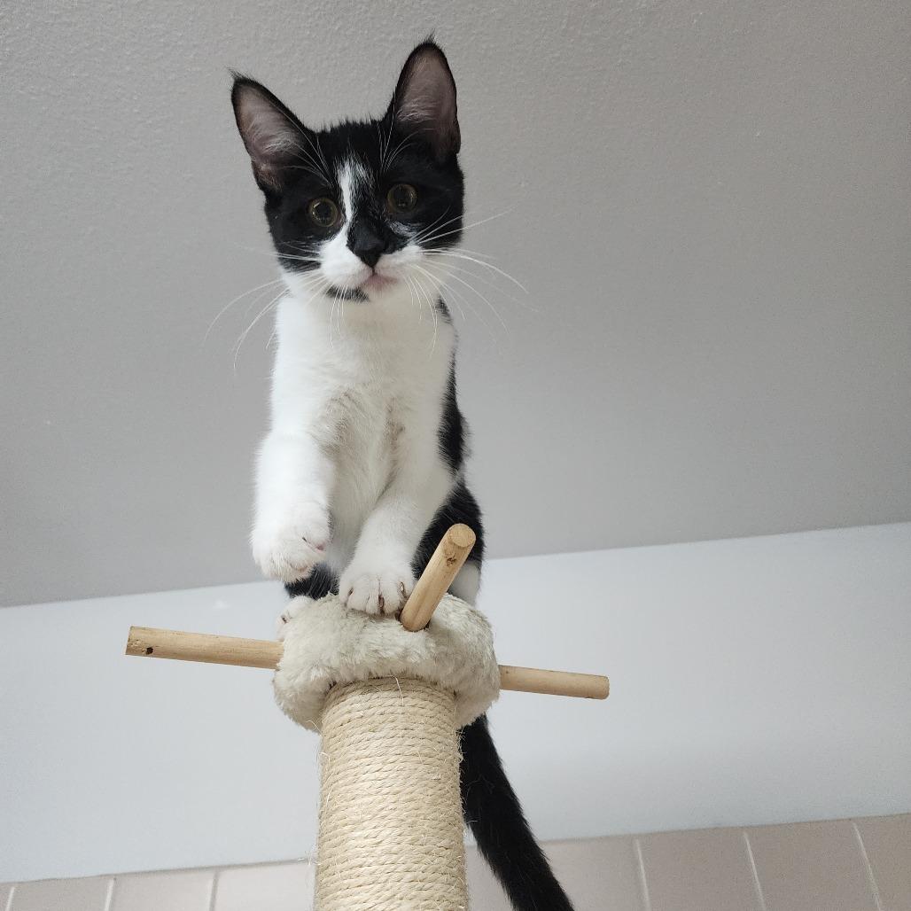 Rowen, a Adoptable Domestic Short Hair in Dixon, IL image 2/2
