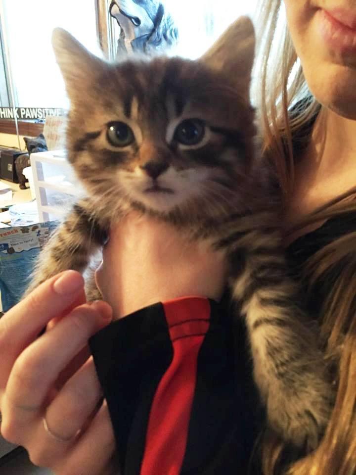 Enlarge Regan kitten, a Adopted Domestic Long Hair in Rockaway, NJ image 1/2