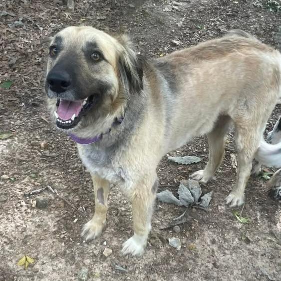 Alayna, Adoptable, Adult Female Anatolian Shepherd & Standard Poodle.