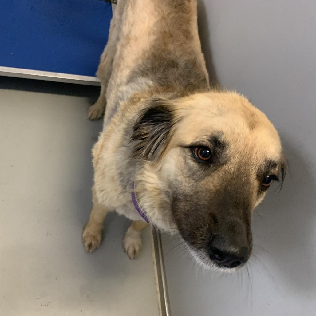 Alayna, a Adoptable mixed breed in Branson, MO image 4/5