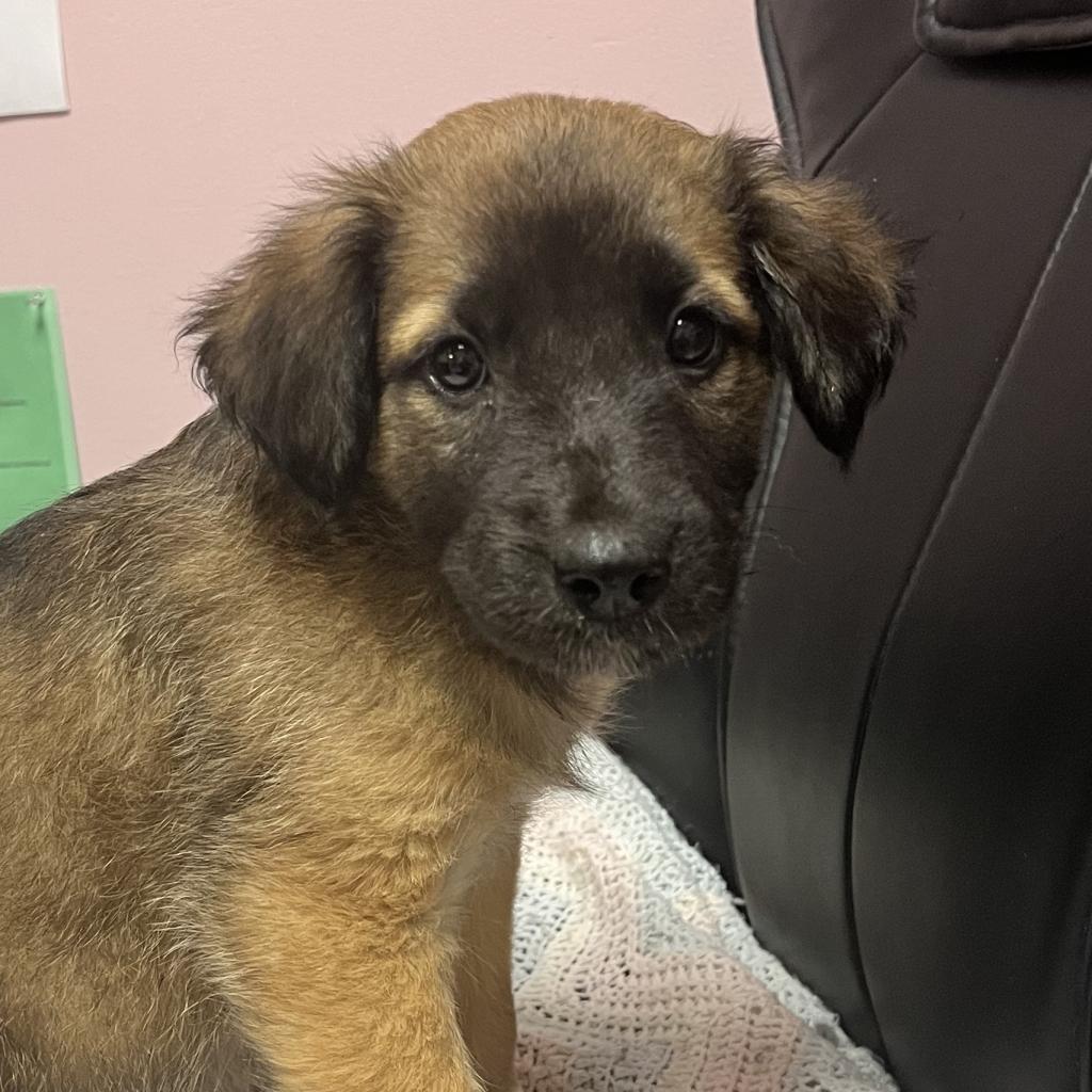 Alayna, a Adoptable mixed breed in Branson, MO image 5/5