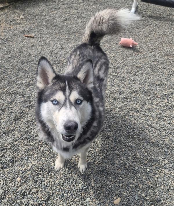 Enlarge Jacob Black, a Adoptable mixed breed in Richmond, BC image 1/2