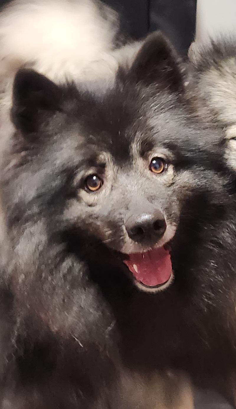 Ruby, Adoptable, Adult Female Keeshond.