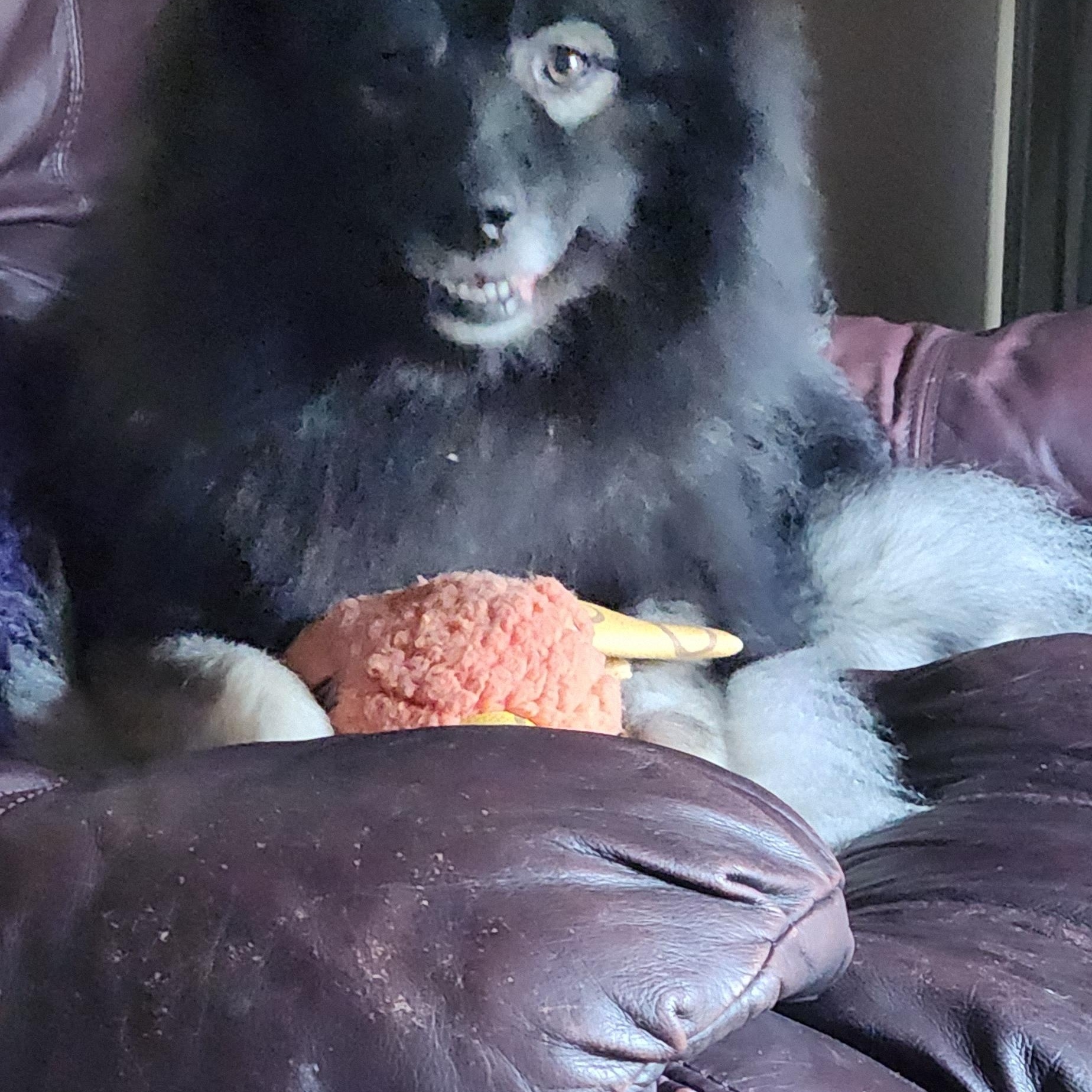 Ruby, an adoptable Keeshond in Belleville, ON, K8P 2L6 | Photo Image 3