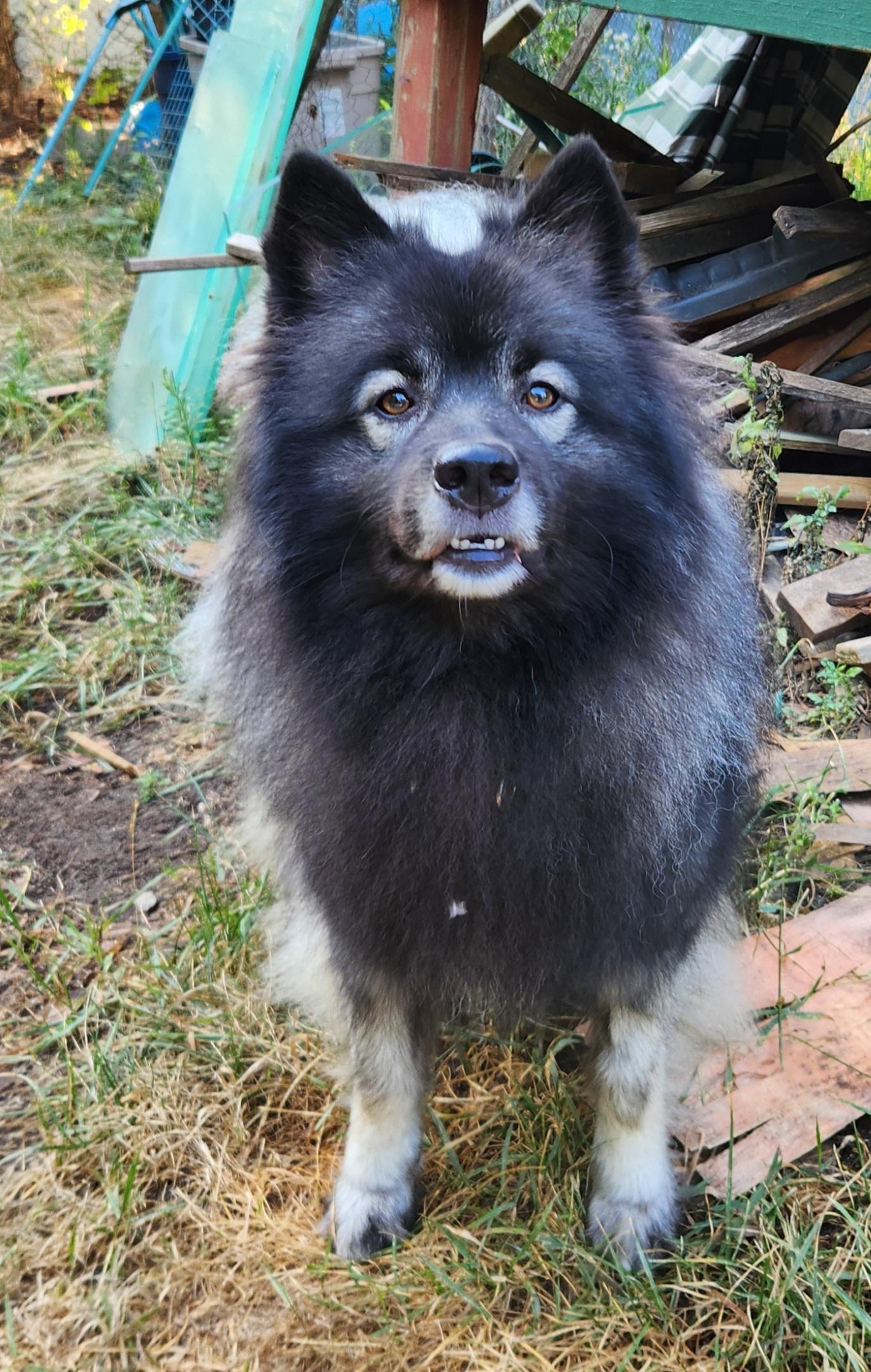 Ruby, a Adoptable Keeshond in Belleville, ON image 2/5