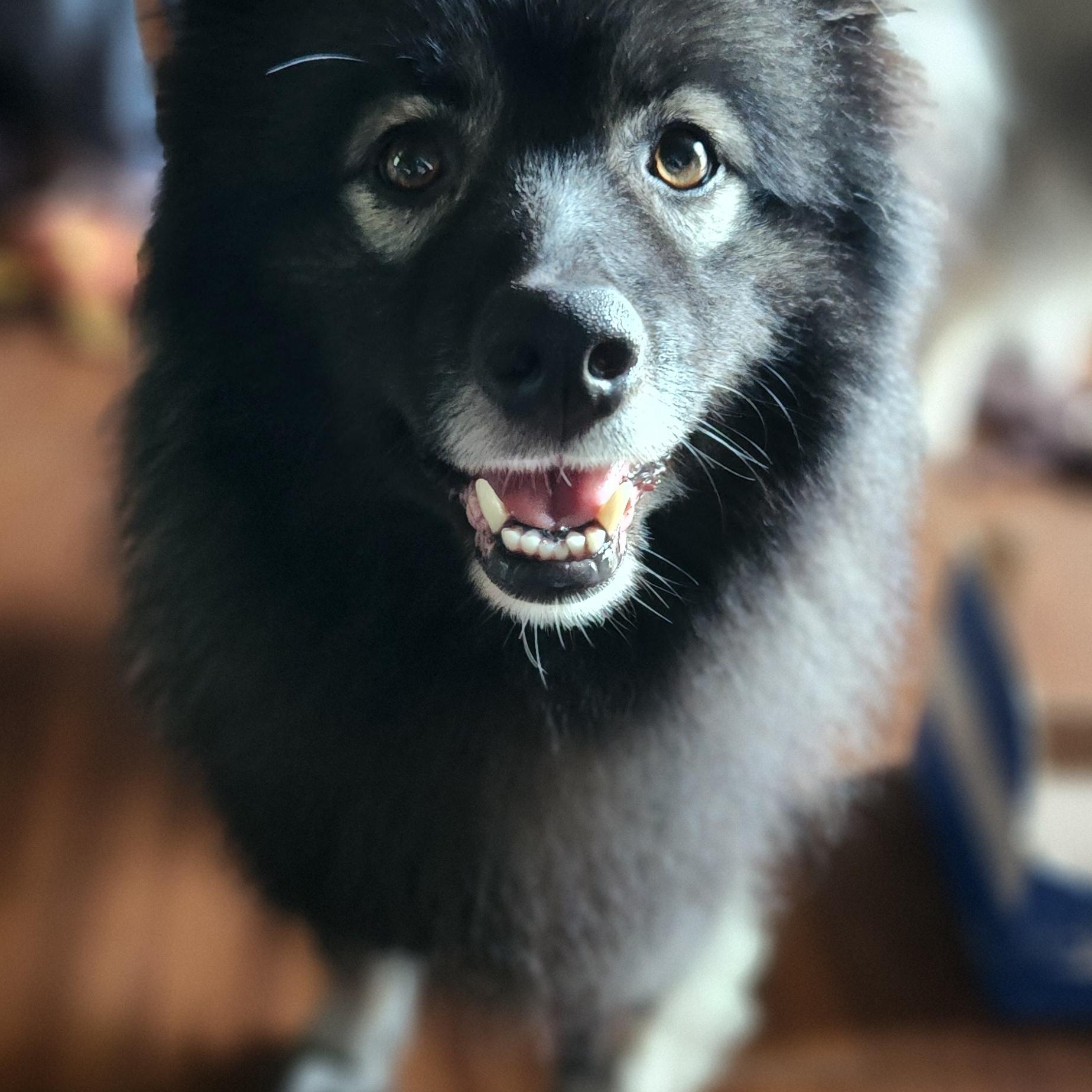 Ruby, a Adoptable Keeshond in Belleville, ON image 3/5