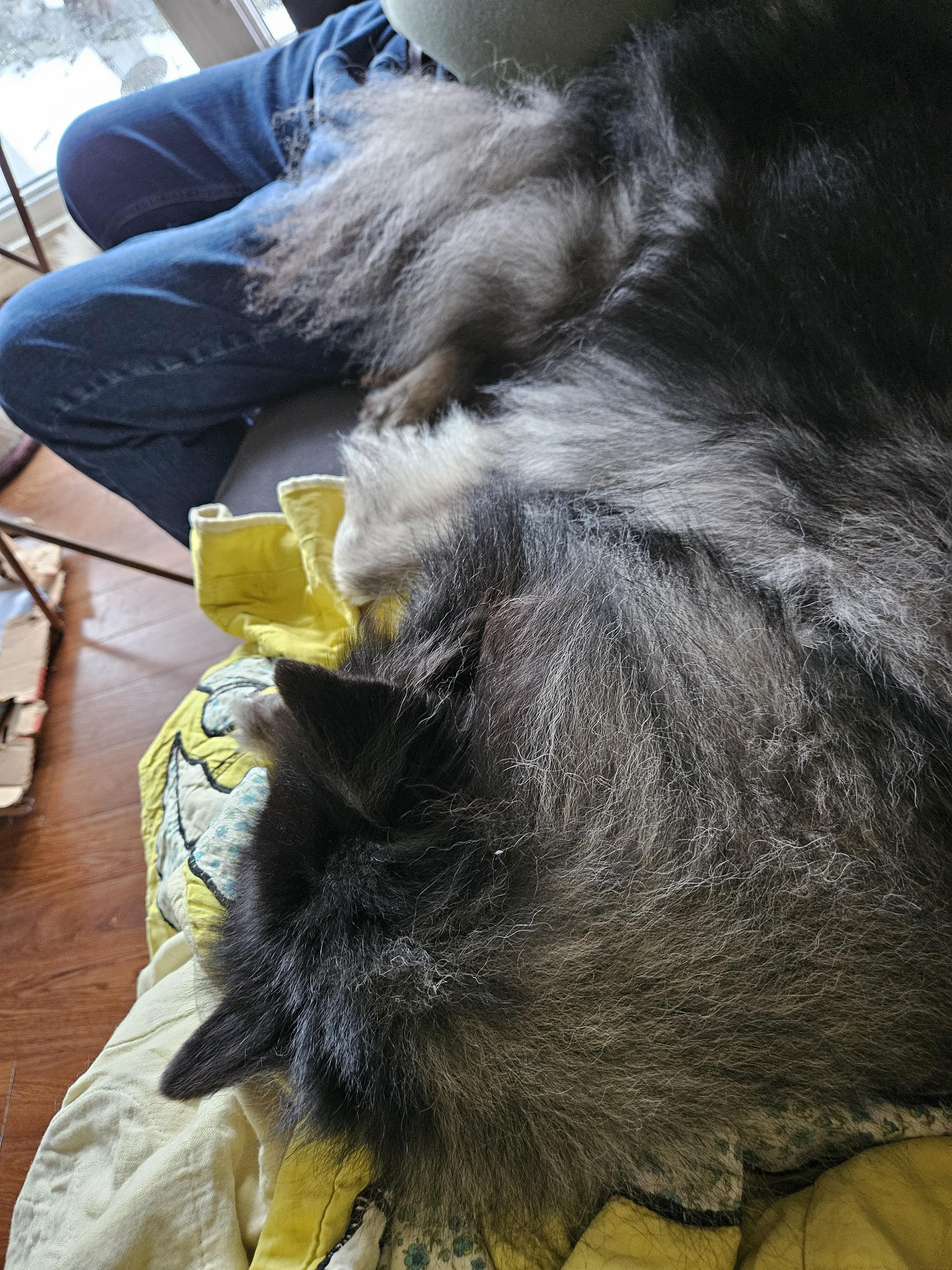 Ruby, a Adoptable Keeshond in Belleville, ON image 4/5