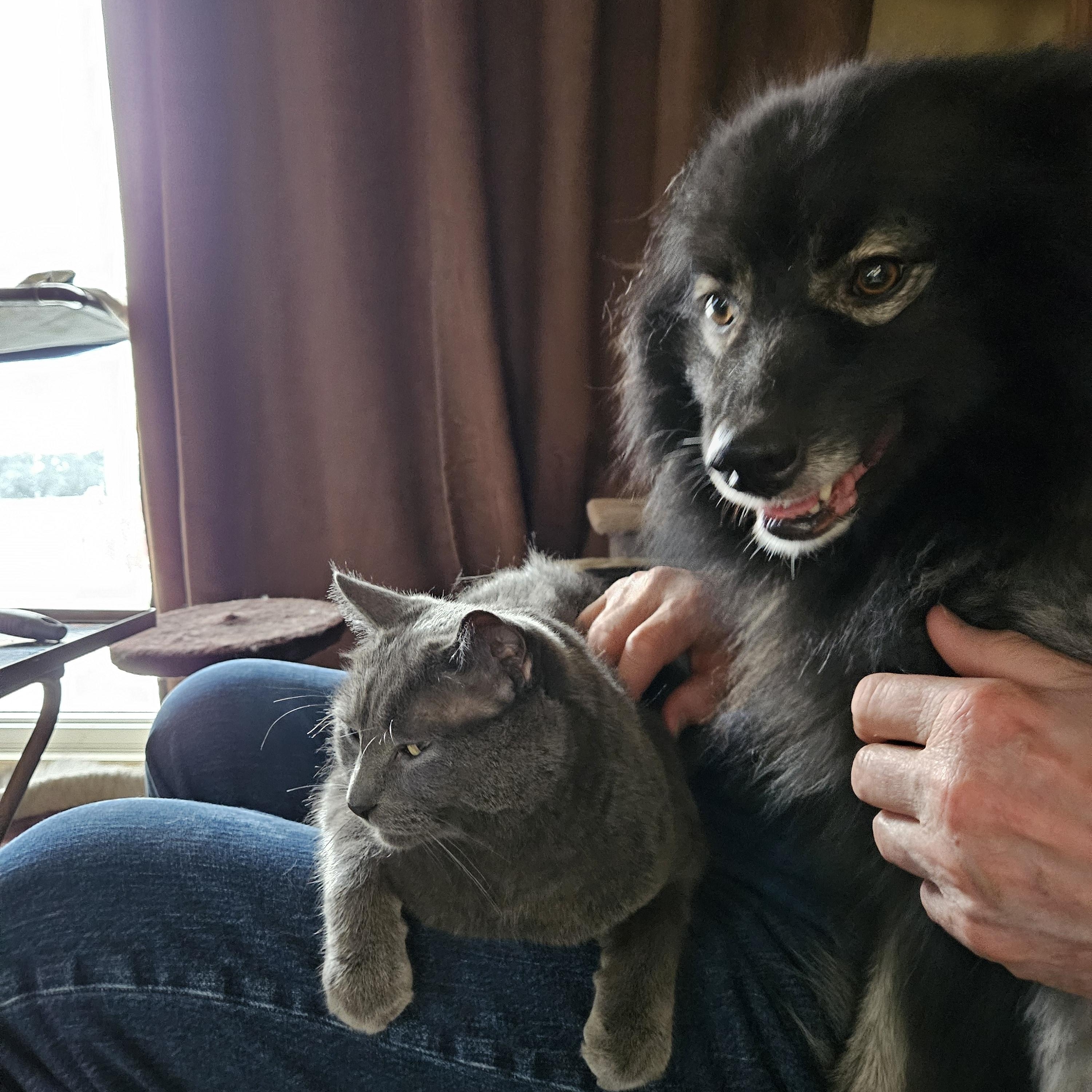 Ruby, a Adoptable Keeshond in Belleville, ON image 5/5