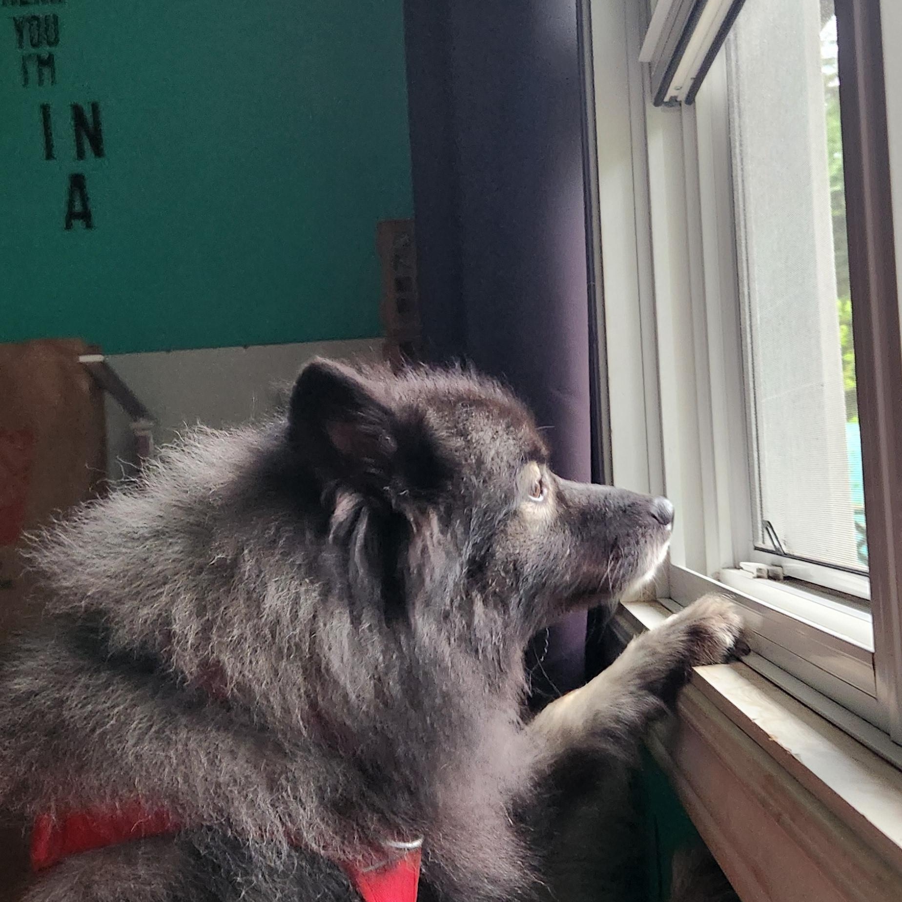 Ruby, an adoptable Keeshond in Belleville, ON, K8P 2L6 | Photo Image 5