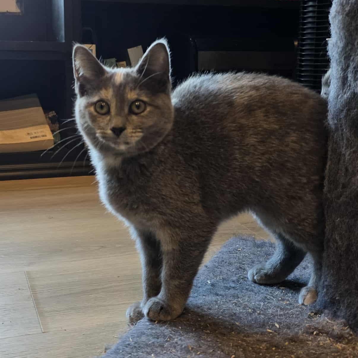 Renfri a.k.a. Wren, a Adoptable mixed breed in Knox, PA image 2/4