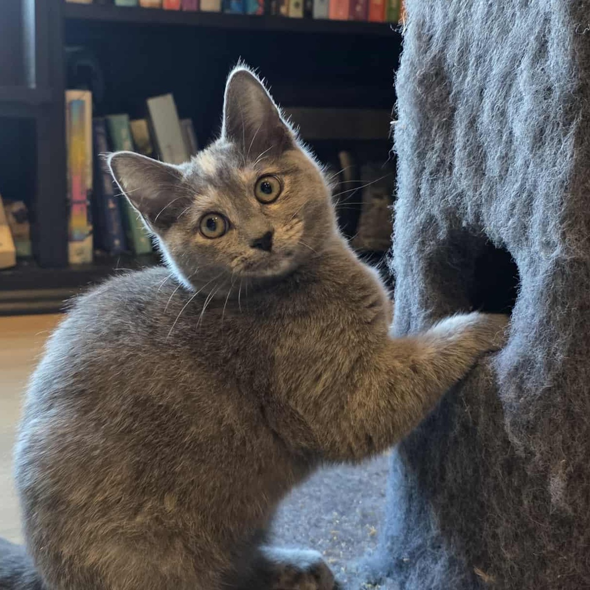 Renfri a.k.a. Wren, a Adoptable mixed breed in Knox, PA image 1/4