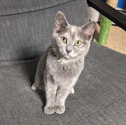 Enlarge Renfri a.k.a. Wren, an adopted mixed breed in Knox, PA image 4/6