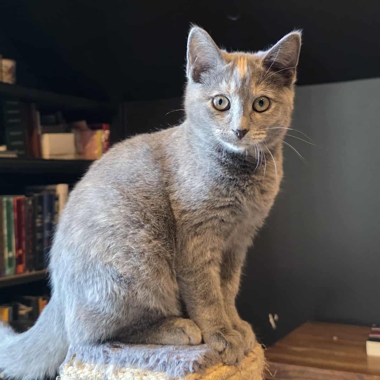 Renfri a.k.a. Wren, a Adoptable mixed breed in Knox, PA image 3/4