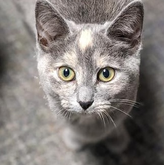 Enlarge Renfri a.k.a. Wren, an adopted mixed breed in Knox, PA image 1/6