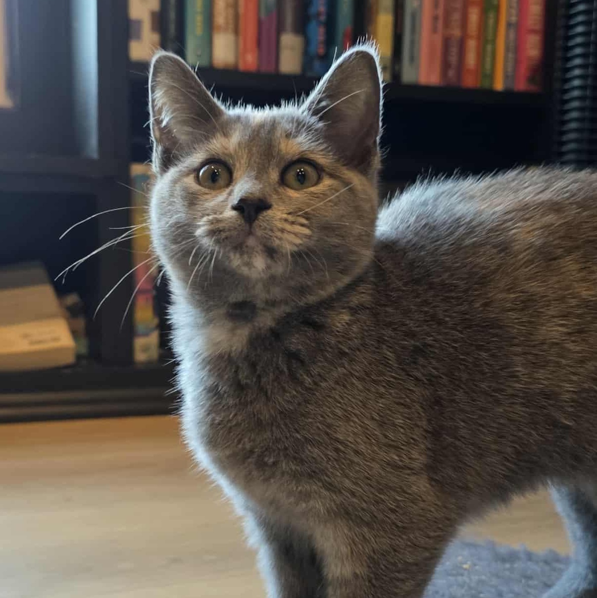 Renfri a.k.a. Wren, a Adoptable mixed breed in Knox, PA image 4/4