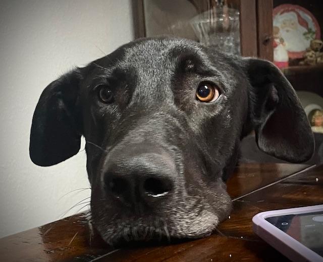 Enlarge Sully, a Adoptable mixed breed in Carrollton, TX image 5/6