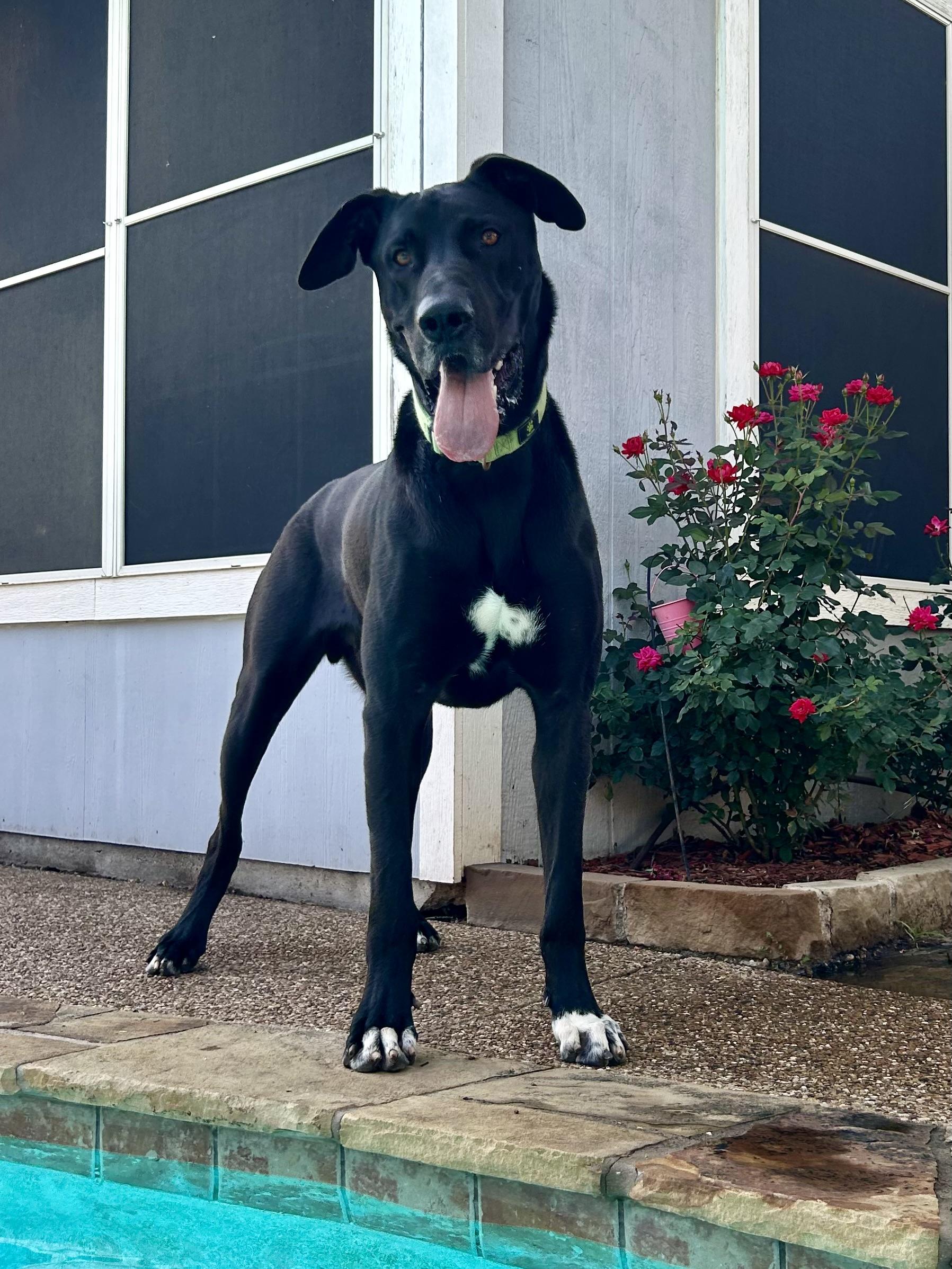 Sully, Young Male Great Dane
