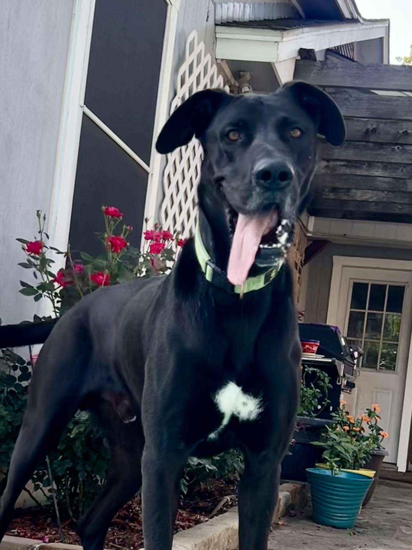 Enlarge Sully, a Adoptable mixed breed in Carrollton, TX image 2/6