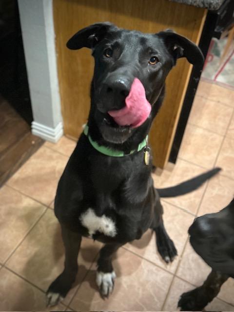 Enlarge Sully, a Adoptable mixed breed in Carrollton, TX image 4/6