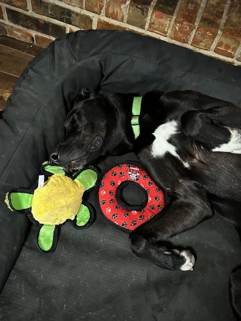 Enlarge Sully, a Adoptable mixed breed in Carrollton, TX image 6/6