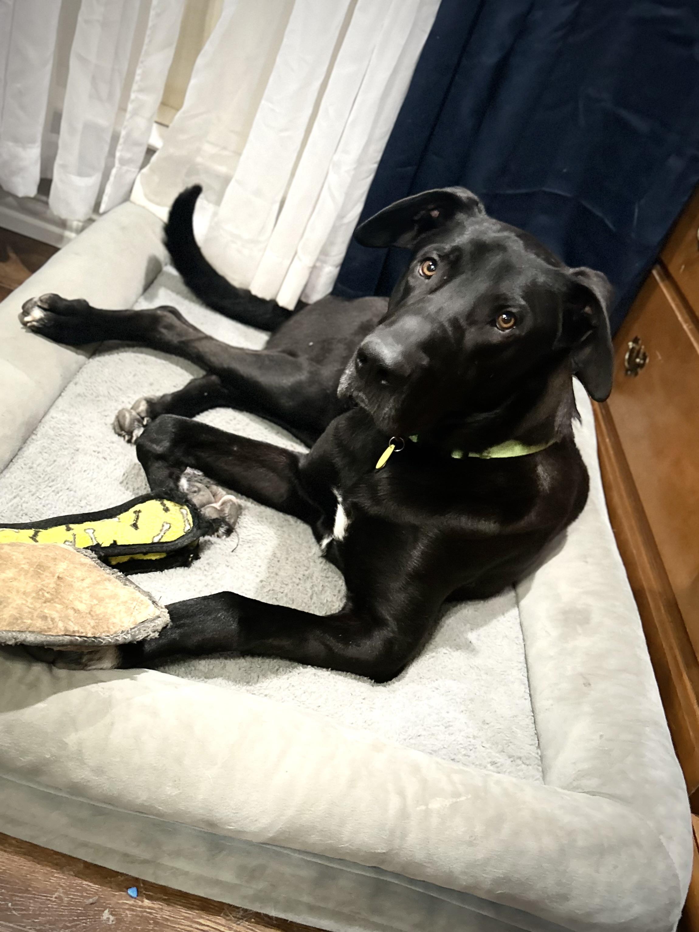 Enlarge Sully, a Adoptable mixed breed in Carrollton, TX image 3/6