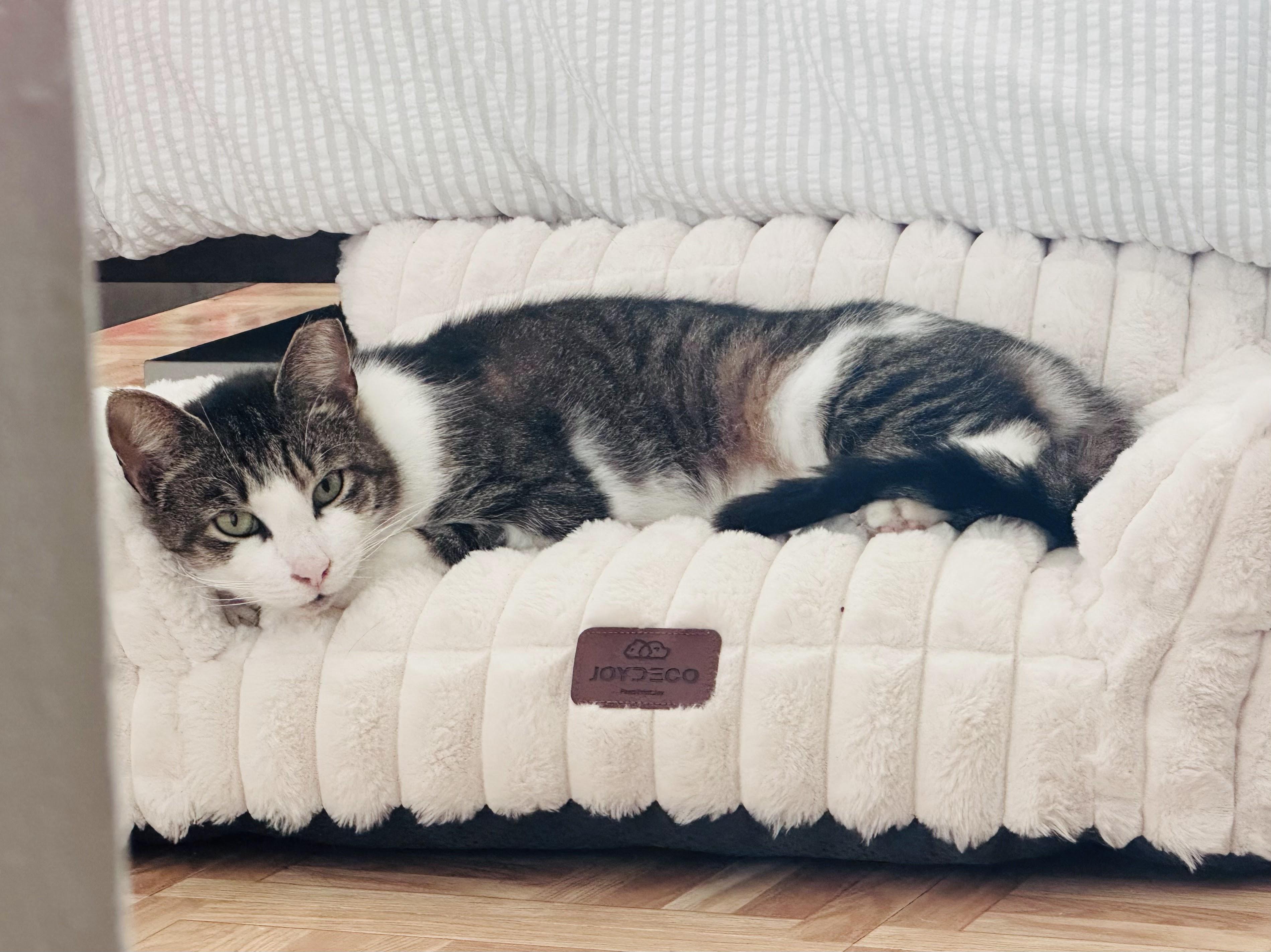 Rosebud, a ADOPTABLE Domestic Short Hair in brooklyn, NY image 4/6