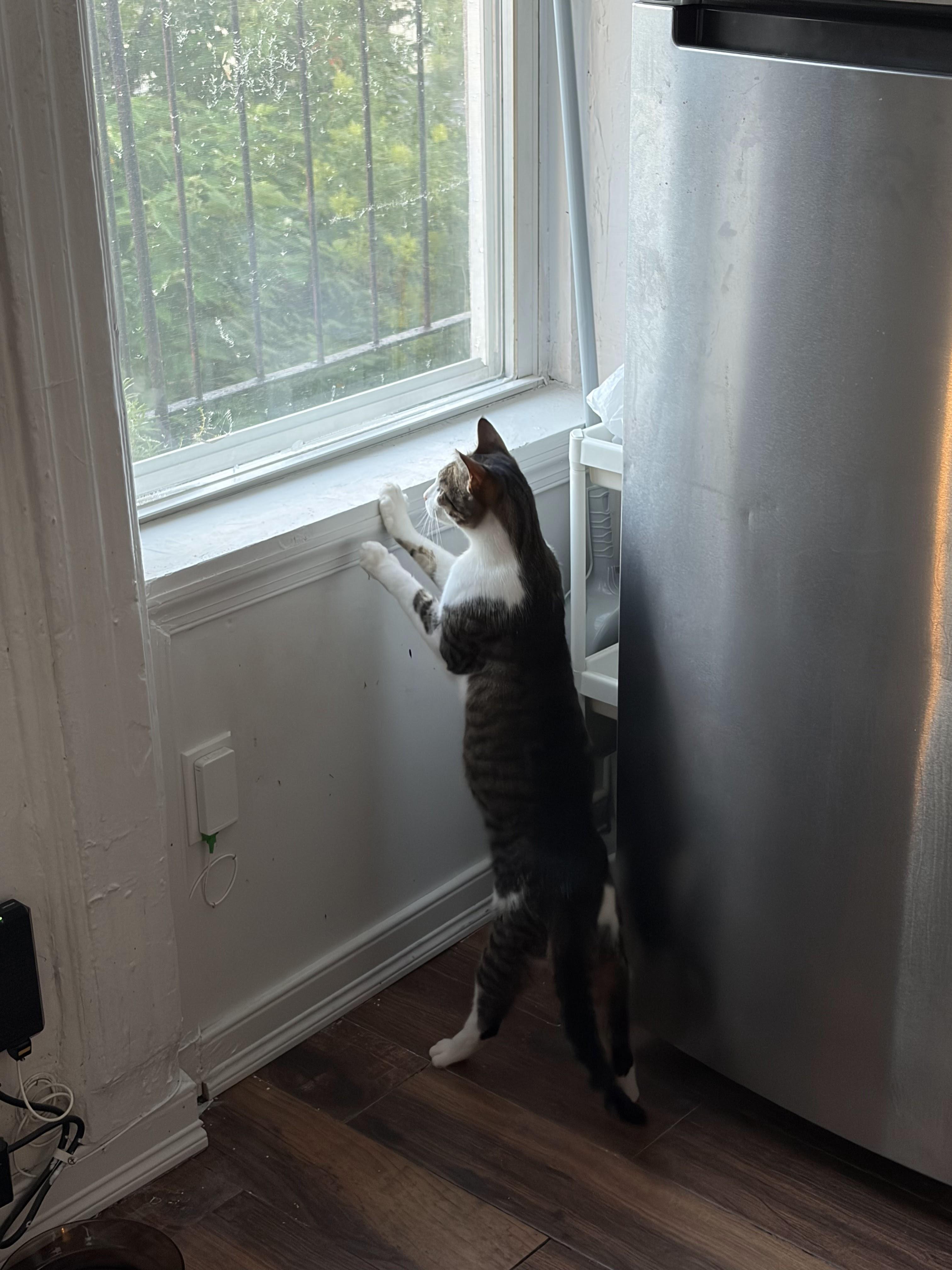 Rosebud, a ADOPTABLE Domestic Short Hair in brooklyn, NY image 6/6