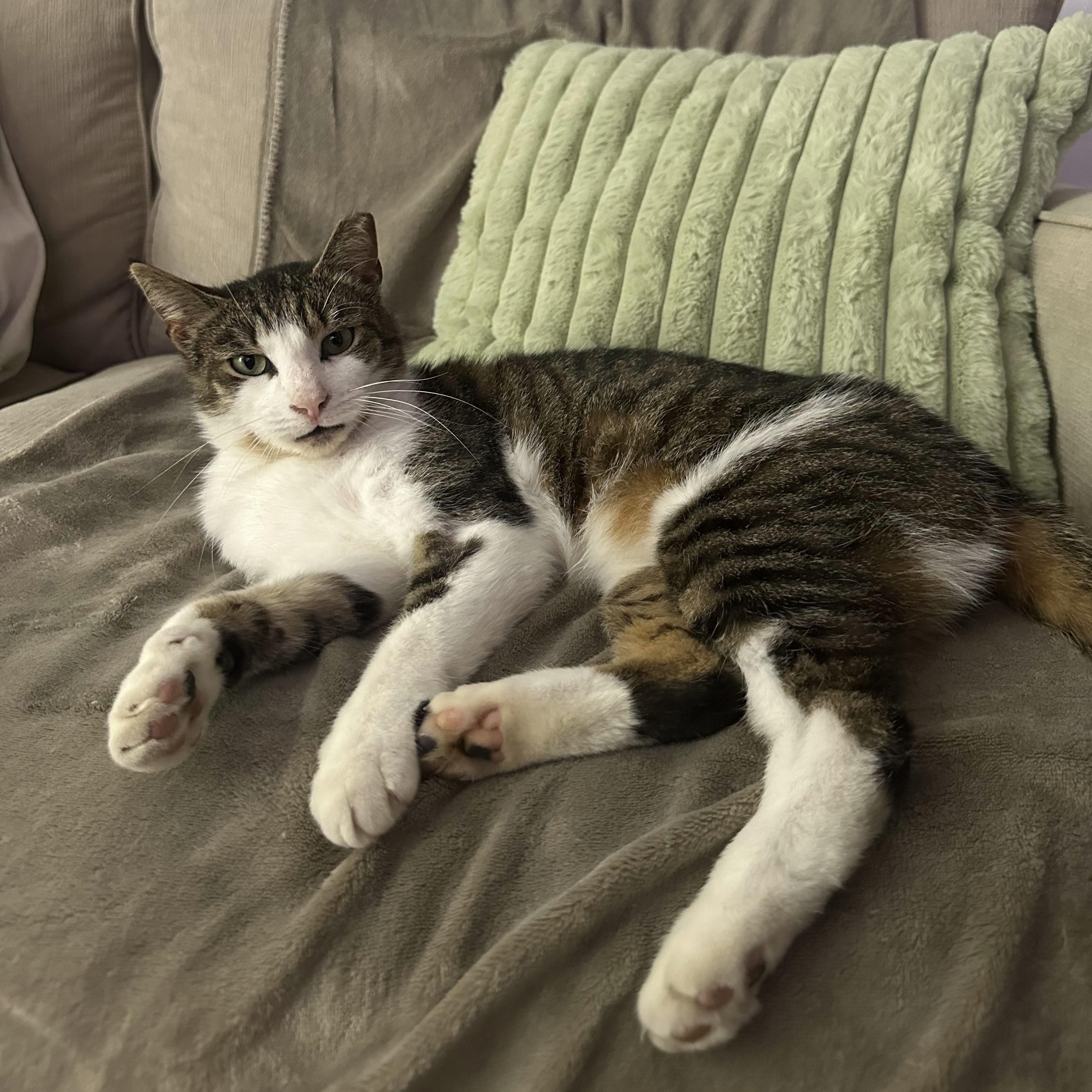 Rosebud, ADOPTABLE, Adult Female Domestic Short Hair.