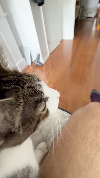 Enlarge Rosebud, a ADOPTABLE Domestic Short Hair in brooklyn, NY video 2/6